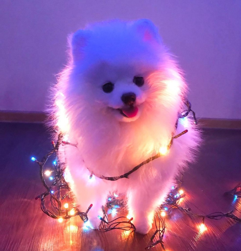 cocos.pomeranian.jpg cocos.pomeranian.jpg