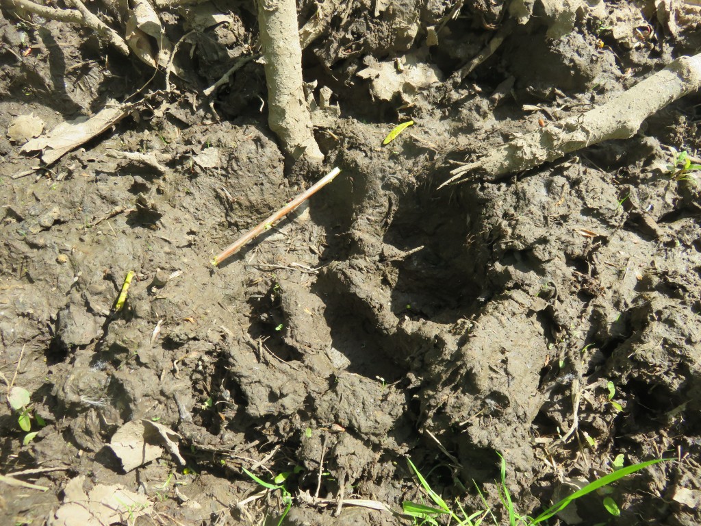 IMG_7440.JPG