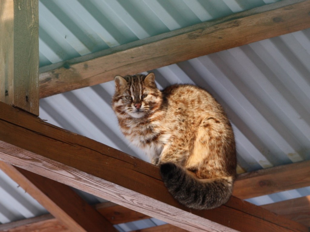 кот.jpg