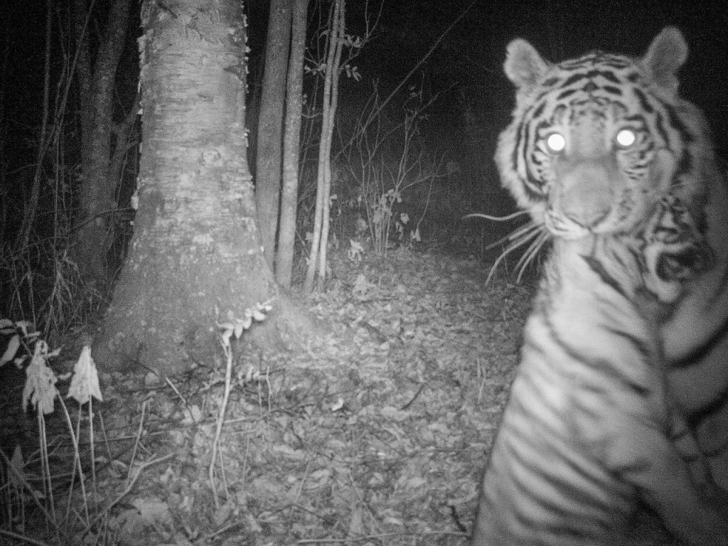 5 тигрица Хуна показывает своего первого тигренка_фото Александр Баталов - низкое качество.jpg