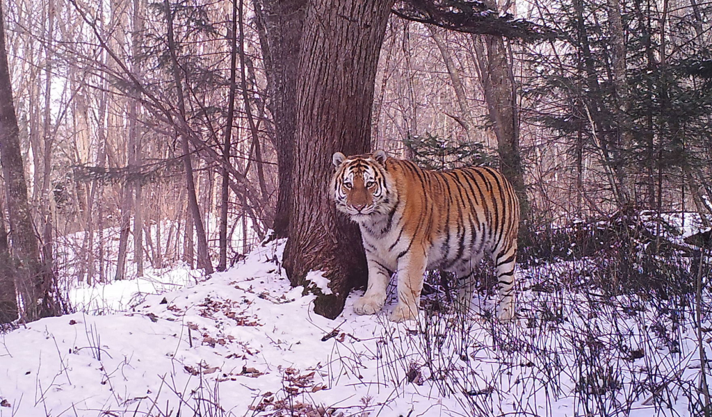1 тигр Очкарик_фото из архива Александра Баталова.JPG