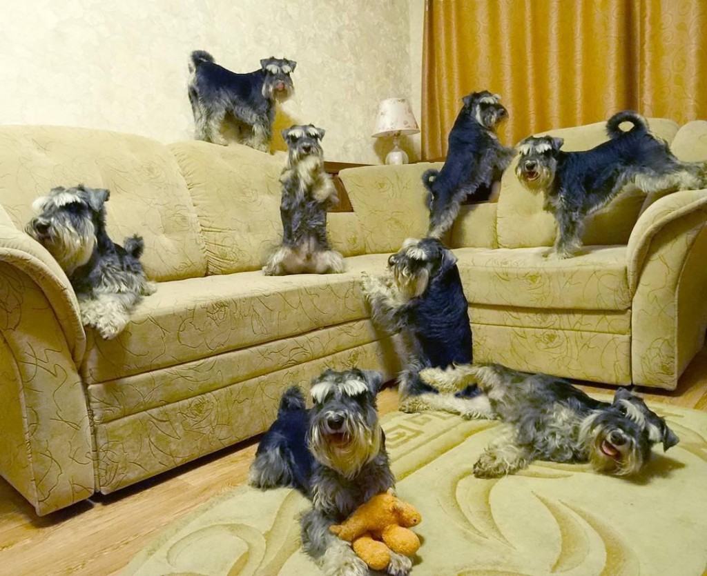 alf_dog_khv.jpg alf_dog_khv.jpg