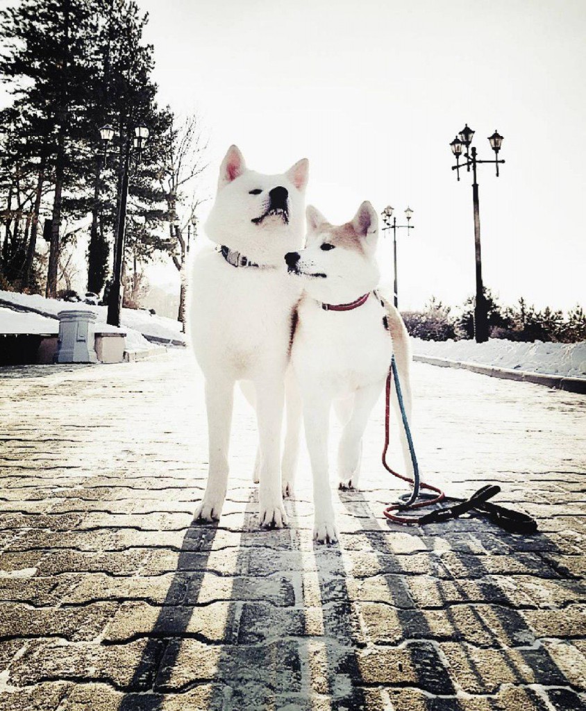 akita__khabarovsk.jpg akita__khabarovsk.jpg