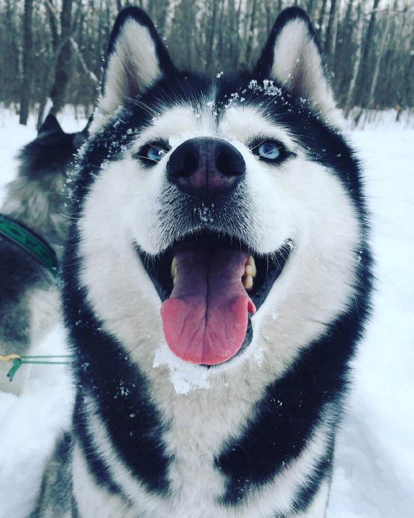 mishka_attraction.jpg mishka_attraction.jpg