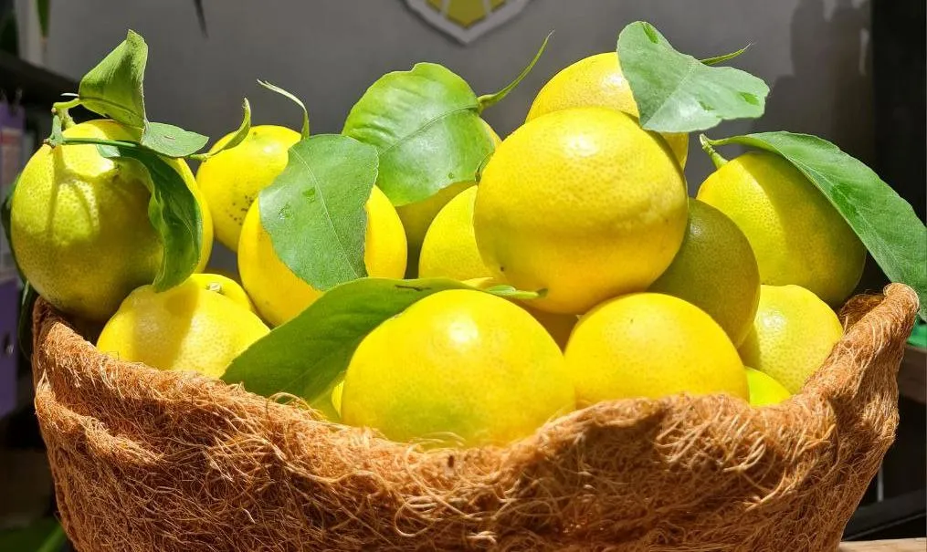  В Хабаровском крае созрели лимоны 
