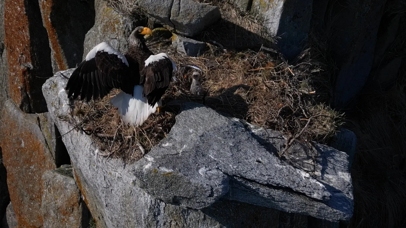 Хабаровские документалисты сняли фильм о «тигре в перьях»