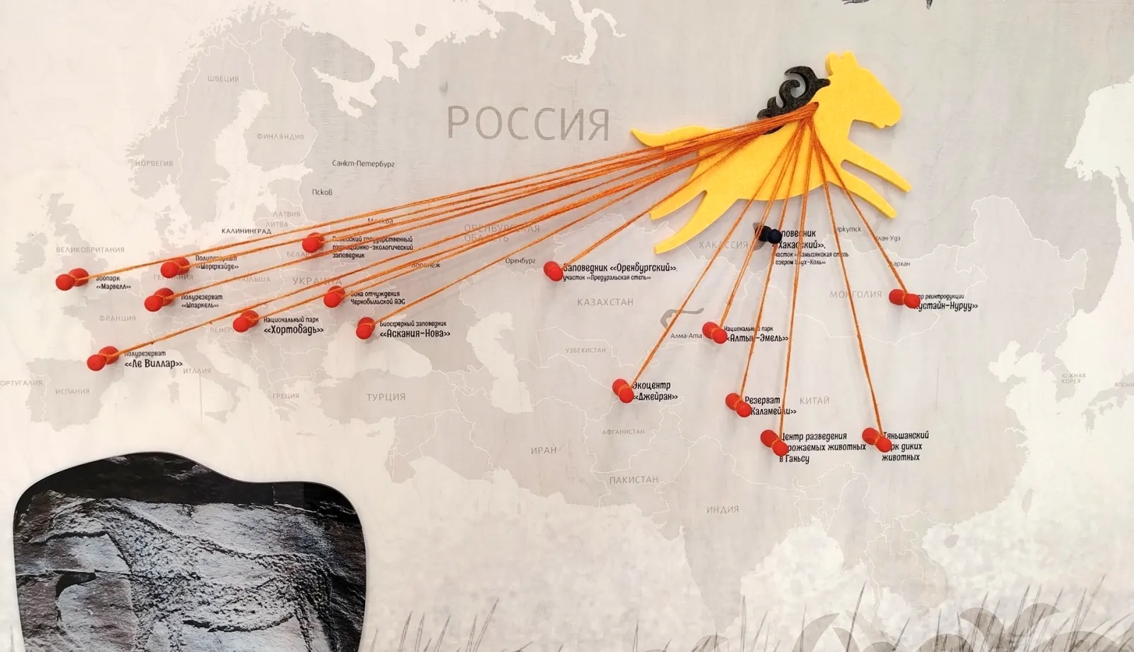 В России откроется визит-центр второго  питомника лошади Пржевальского