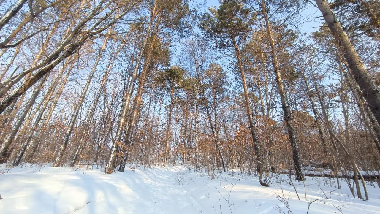 Снежный циклон надвигается на Хабаровский край 