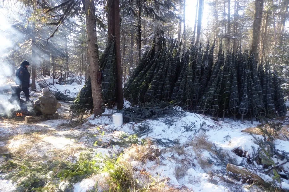 «Чёрных лесорубов» стало значительно меньше в Хабаровском крае