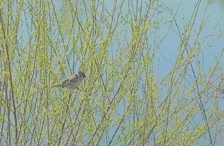 Хабаровский край на этой неделе накроет аномальное тепло