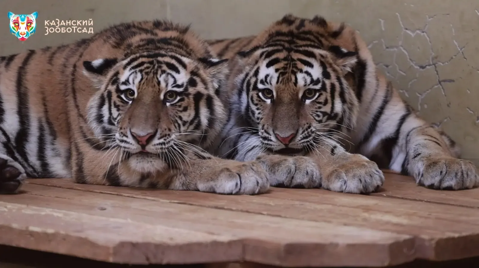 Переехавшим из Хабаровского края в Казань тигрятам выбрали имена