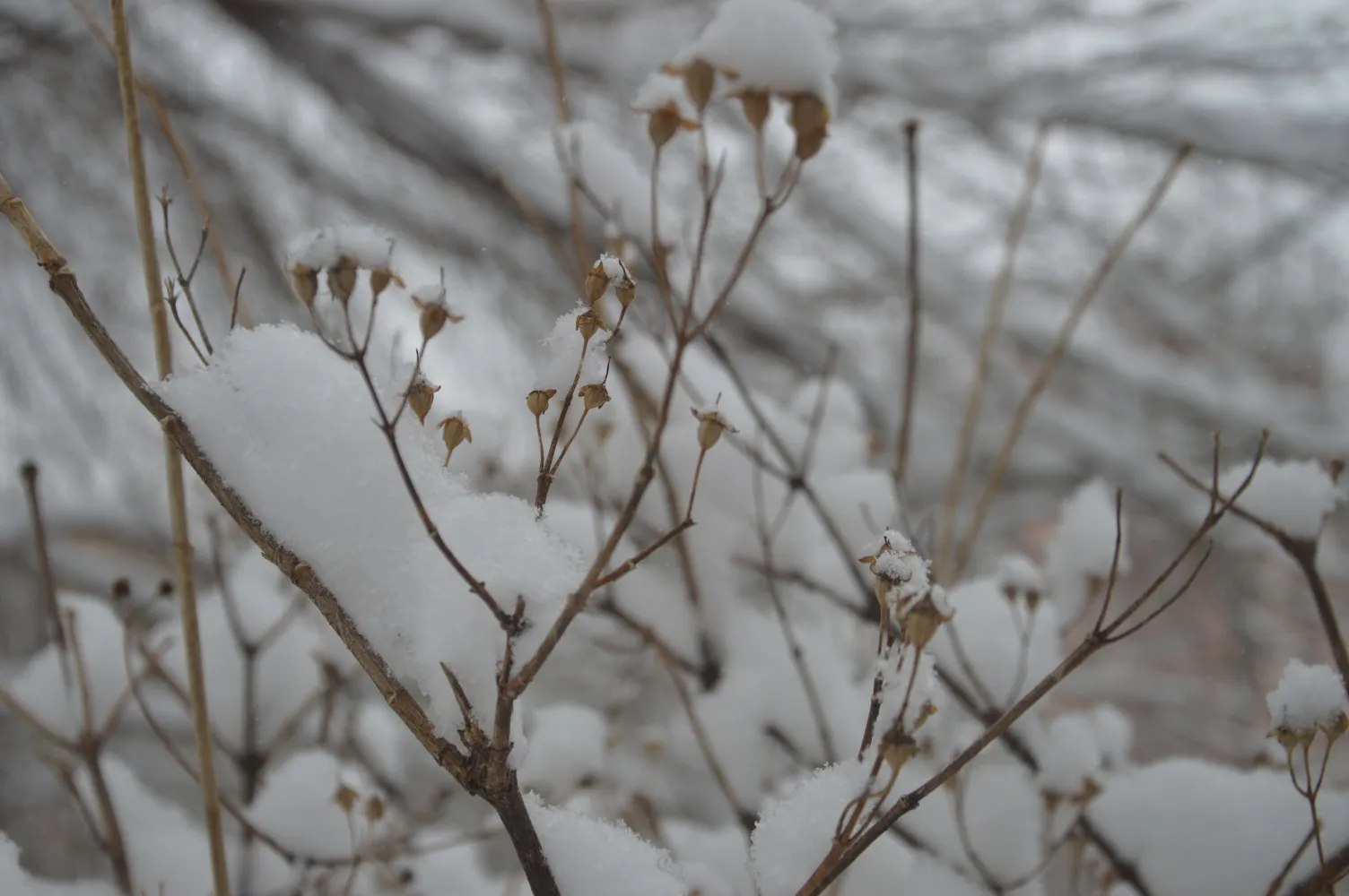 Снежный циклон в очередной раз навестит Хабаровский край