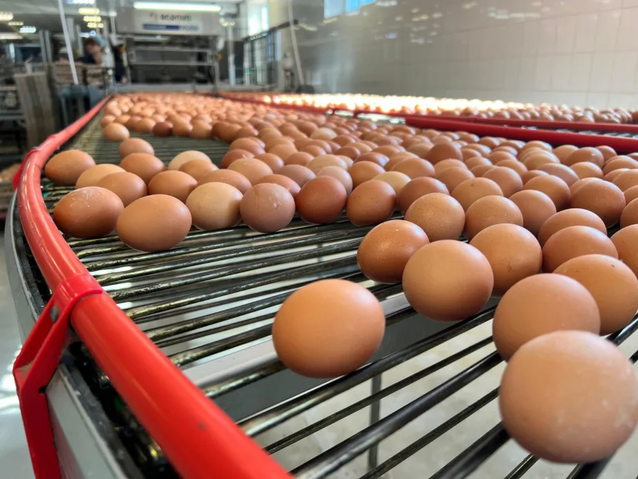 Птицефабрика в Хабаровске внедрила в производство искусственный интеллект