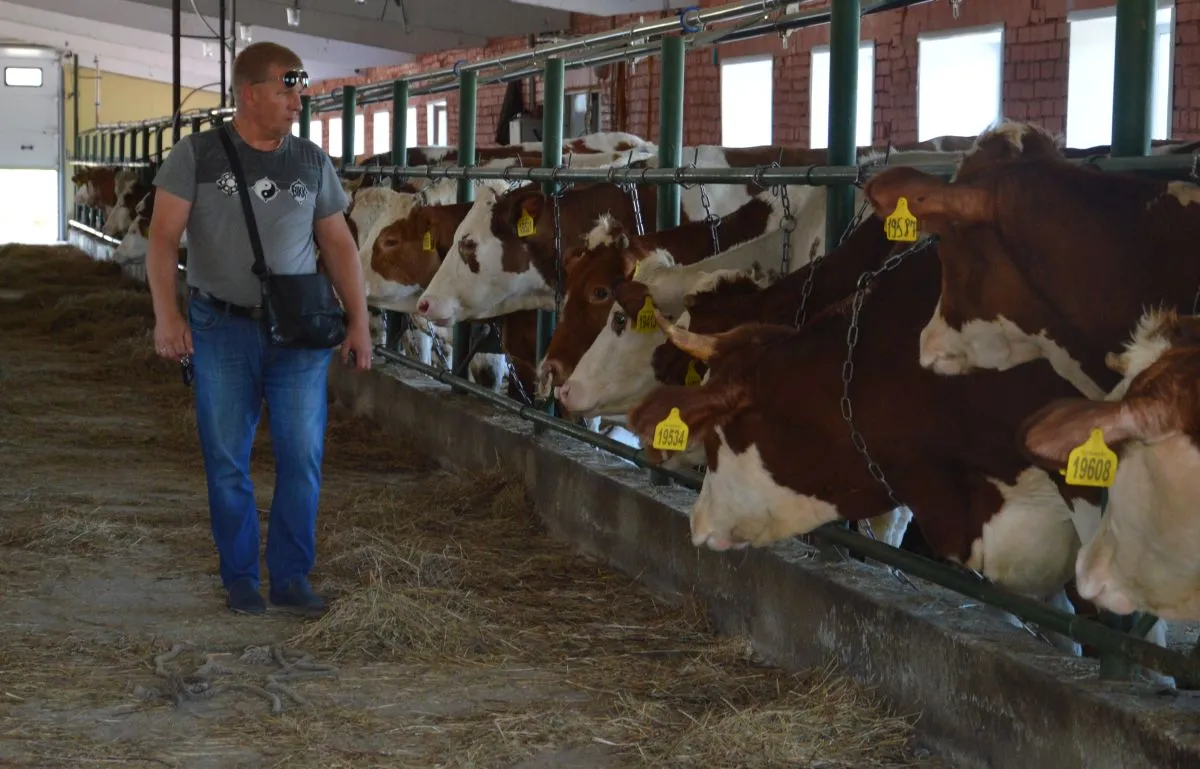 Хабаровским производителям молока помогли субсидиями на 54 млн рублей