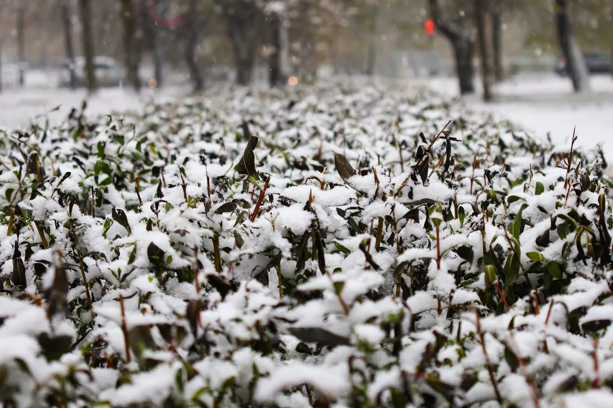 Южный циклон укрыл Хабаровск белым снежным покрывалом