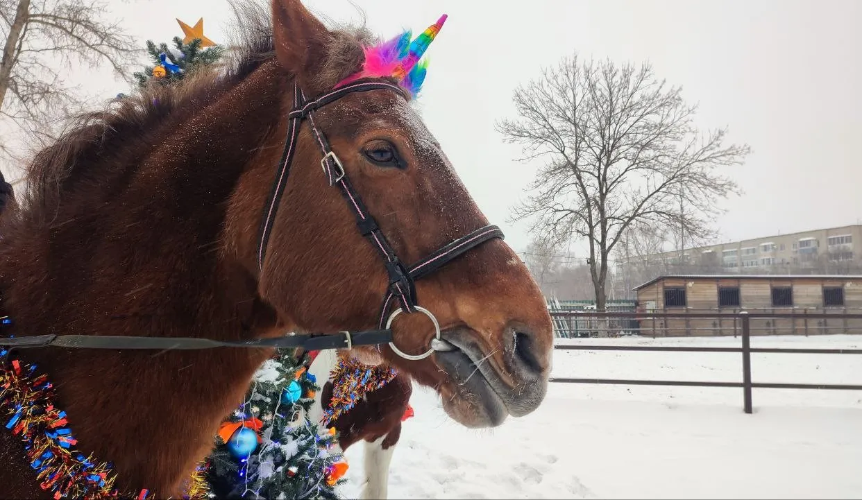 В объективе - символ 2026 года: выносливый, ретивый, быстроногий