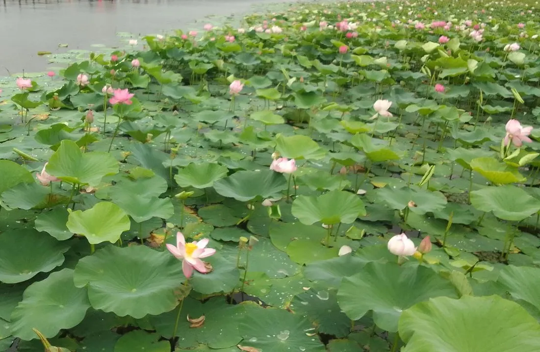 В Хабаровском крае наступила пора цветения лотосов