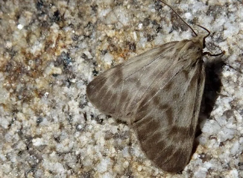 В заповеднике «Буреинский» обитает впервые открытый вид бабочки