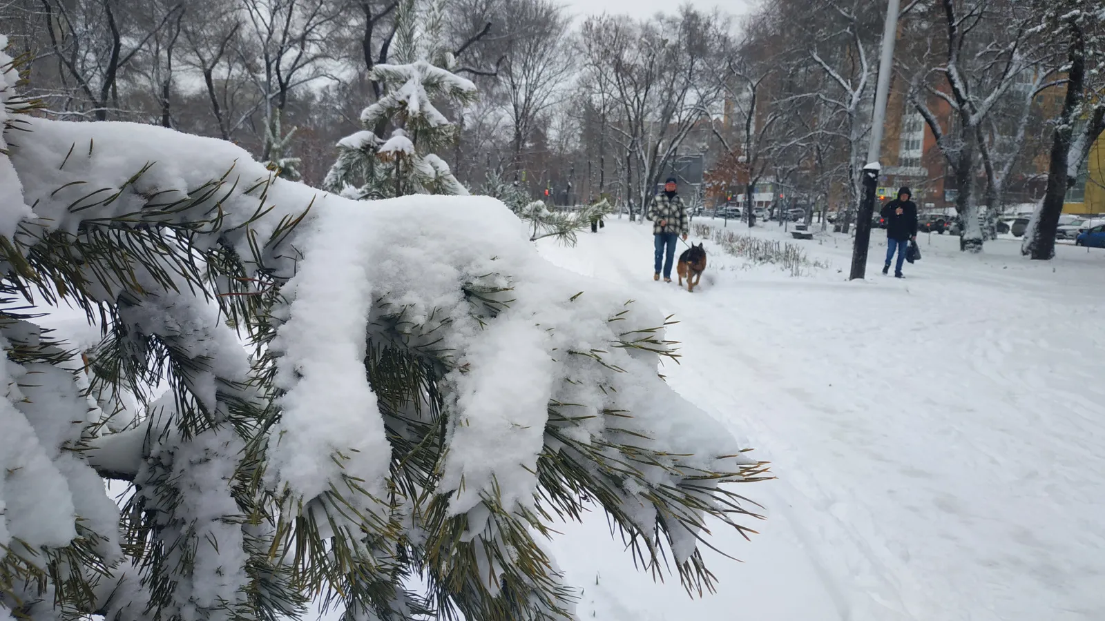Последние выходные ноября в Хабаровском крае выдадутся снежными