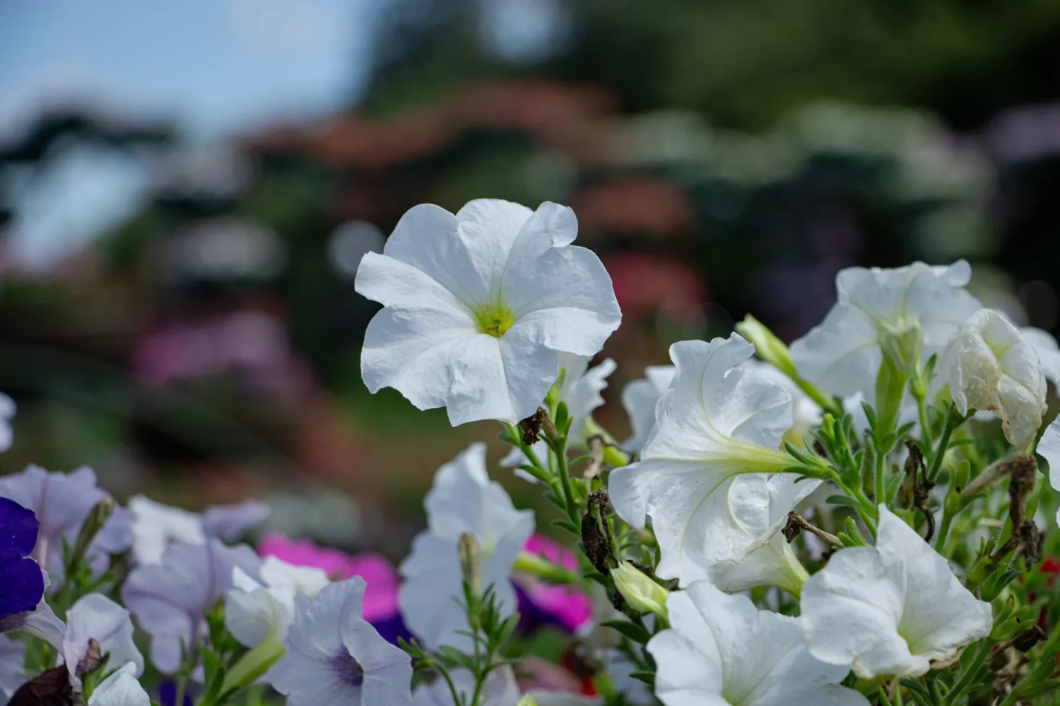 В Хабаровском крае по-питерски пасмурно и дождливо 