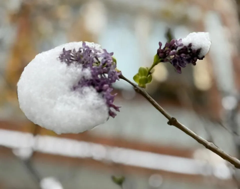 Сирень повторно зацвела в Хабаровском крае
