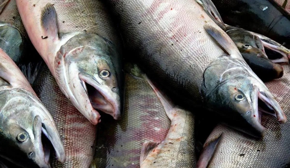 Лососёвая путина на севере Хабаровского края начнётся в июле