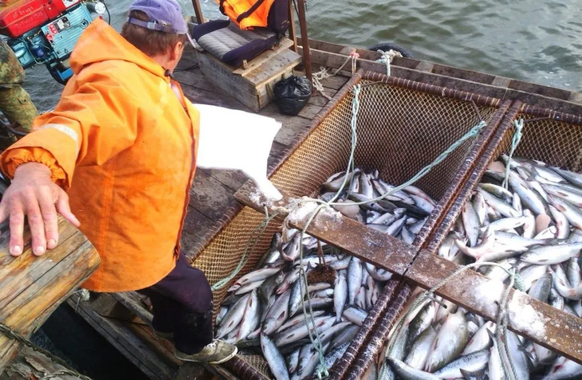 Хабаровский край вышел в лидеры по добыче горбуши