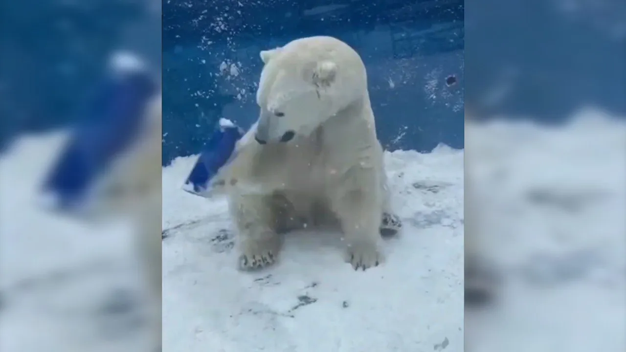 Белый медведь Алмаз из Приамурского зоосада в восторге от выпавшего снега