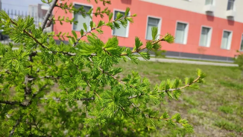 Прогноз на 15 мая: местами мокрый снег прогнозируют Хабаровскому краю