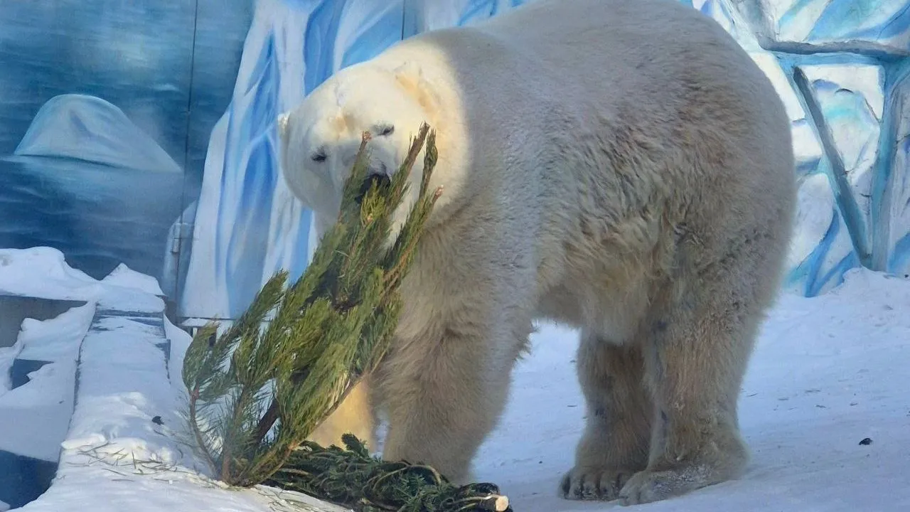 Новогодние ели стали источником радости для обитателей хабаровского зоосада