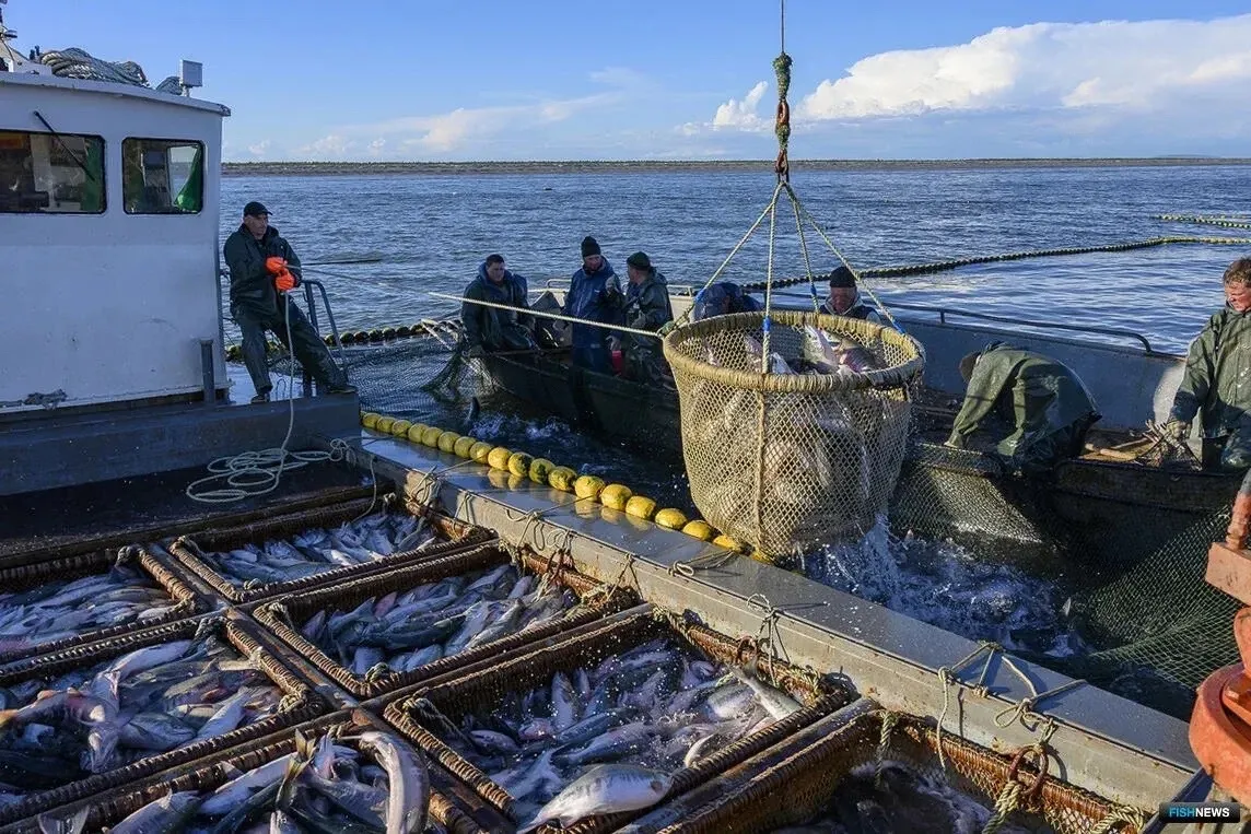 Вылов сельди в Хабаровском крае вырос на 8% в 2026 году