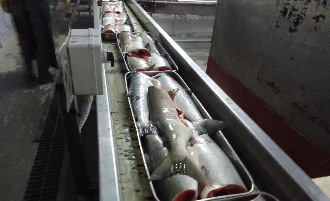 Общий вылов рыбы на Дальнем Востоке с начала 2025 года превысил 1 млн тонн