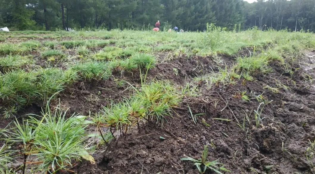 Хабаровский край вышел в ТОП-10 в России по масштабам лесовосстановления