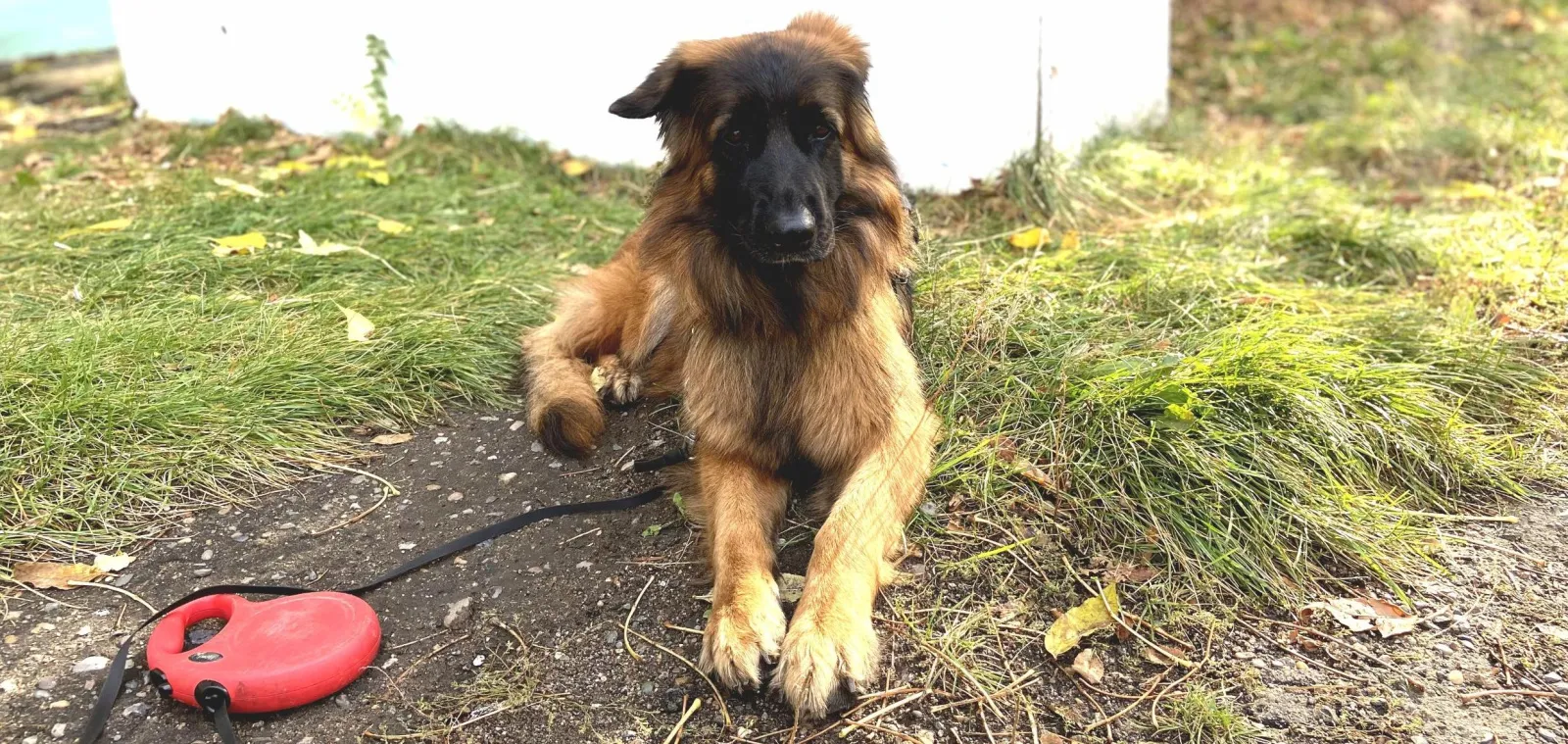 Собаку-поводыря выдали в Хабаровском крае ветерану СВО