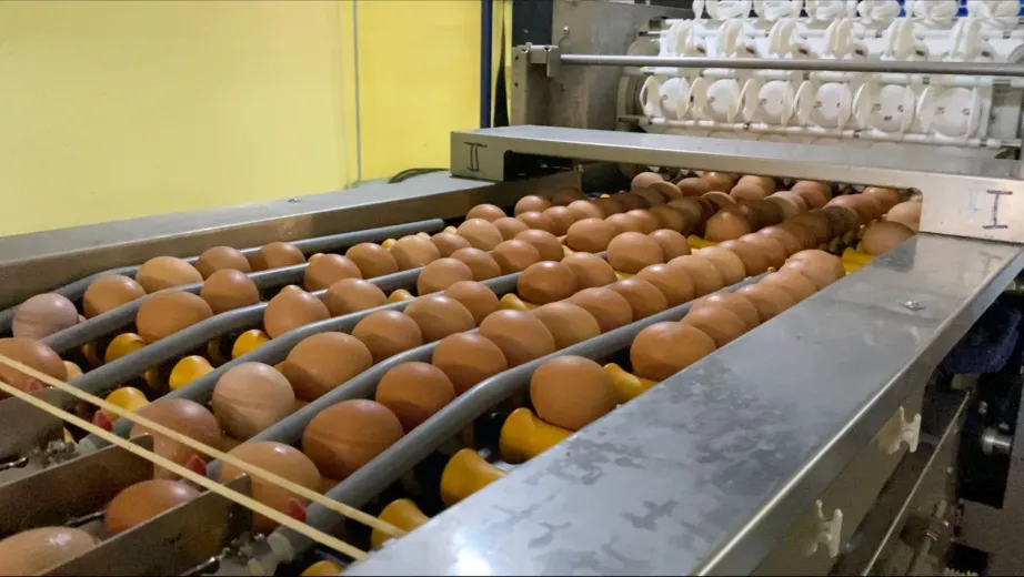 Нацпроект позволил птицефабрике в Хабаровском крае повысить качество яиц