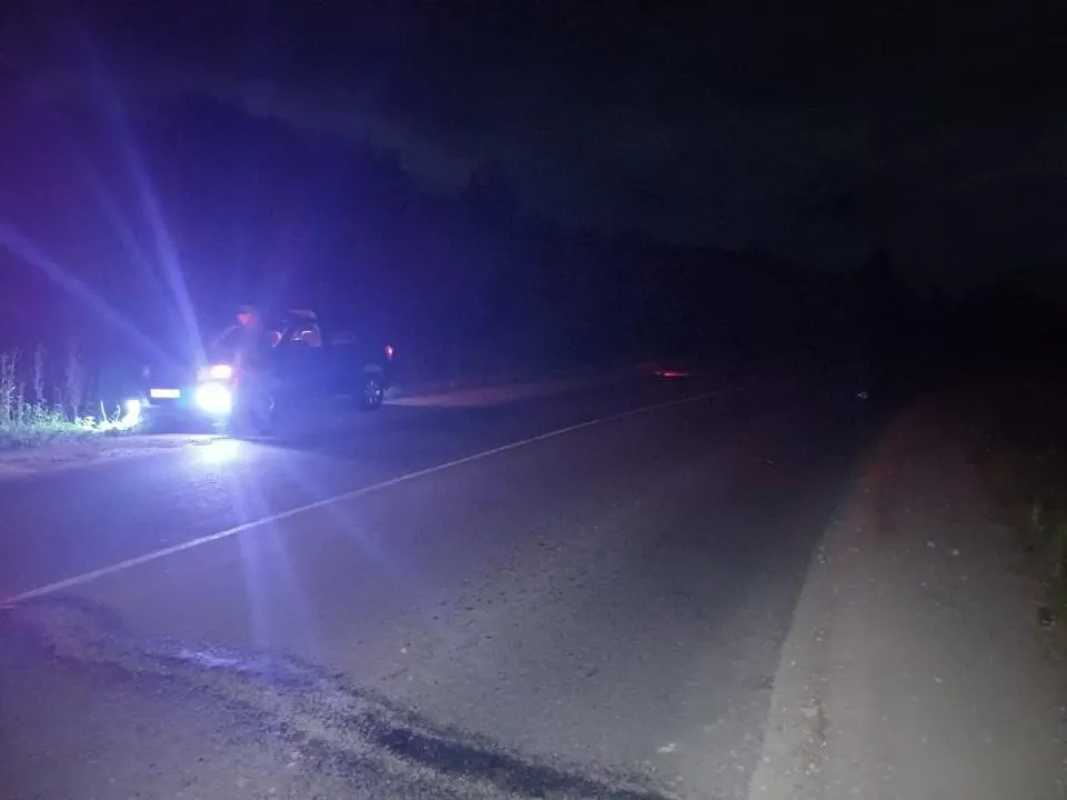 Вышедшее из леса стадо коров стало причиной аварии в Хабаровском крае