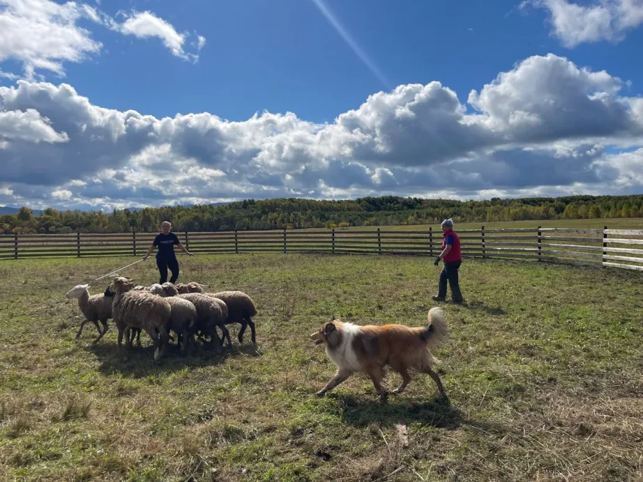 Собак в Хабаровском крае учат быть пастухами