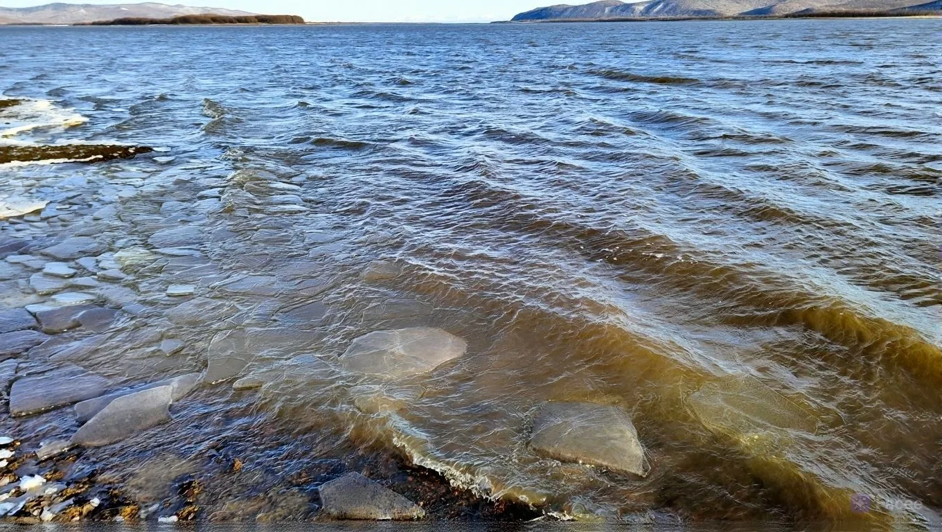 Ход кеты на Амуре продолжается в Хабаровском крае несмотря на ледостав