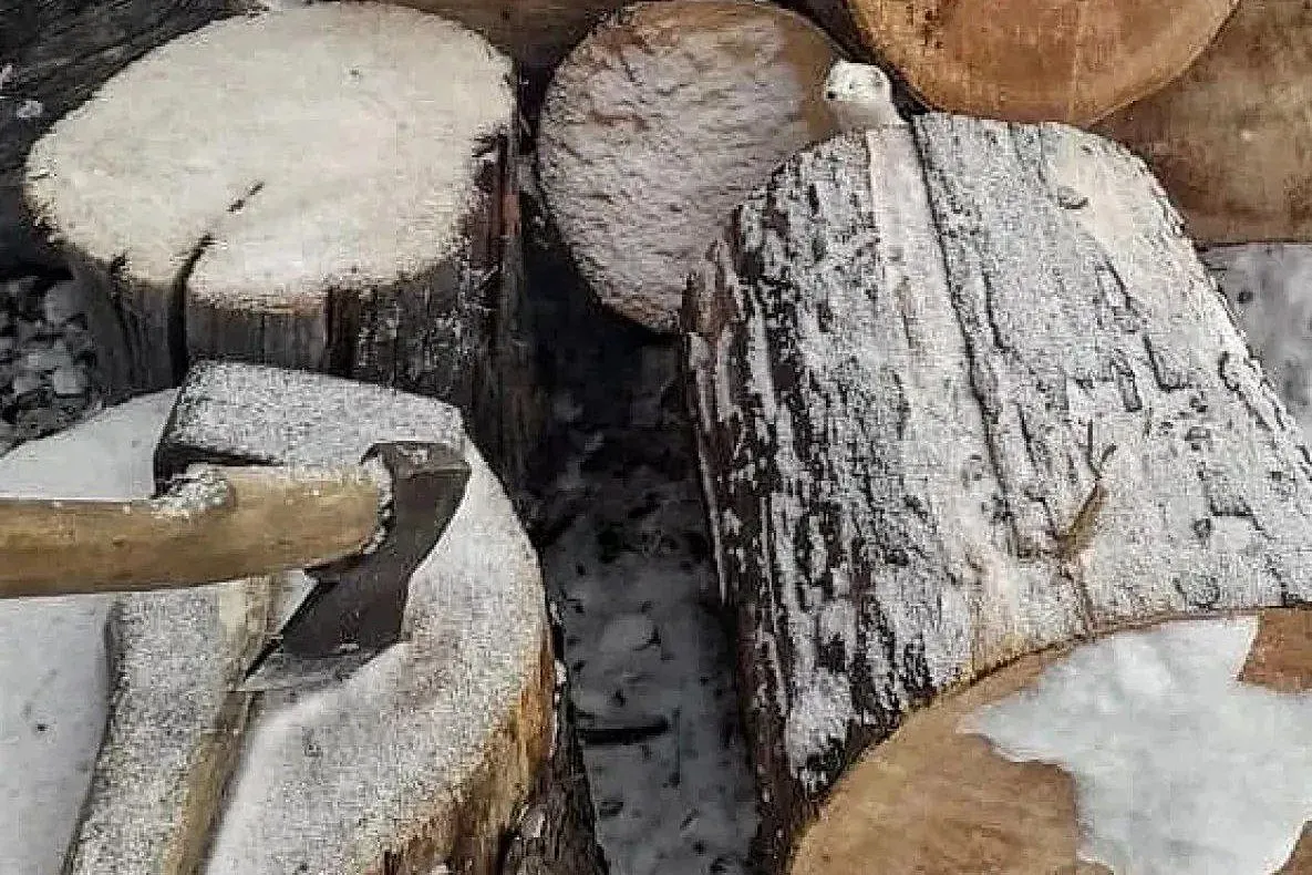 Смелого горностая приручили на кордоне в Верхнебуреинском районе