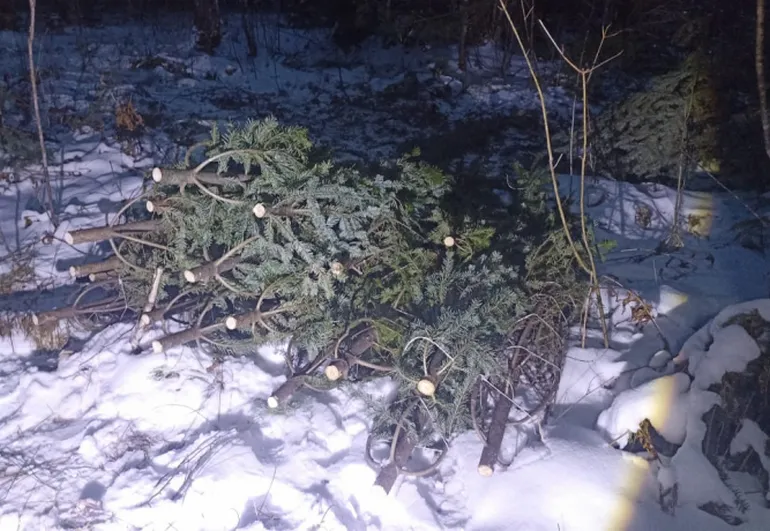 Первого в этом сезоне ёлочного браконьера поймали в Хабаровском крае
