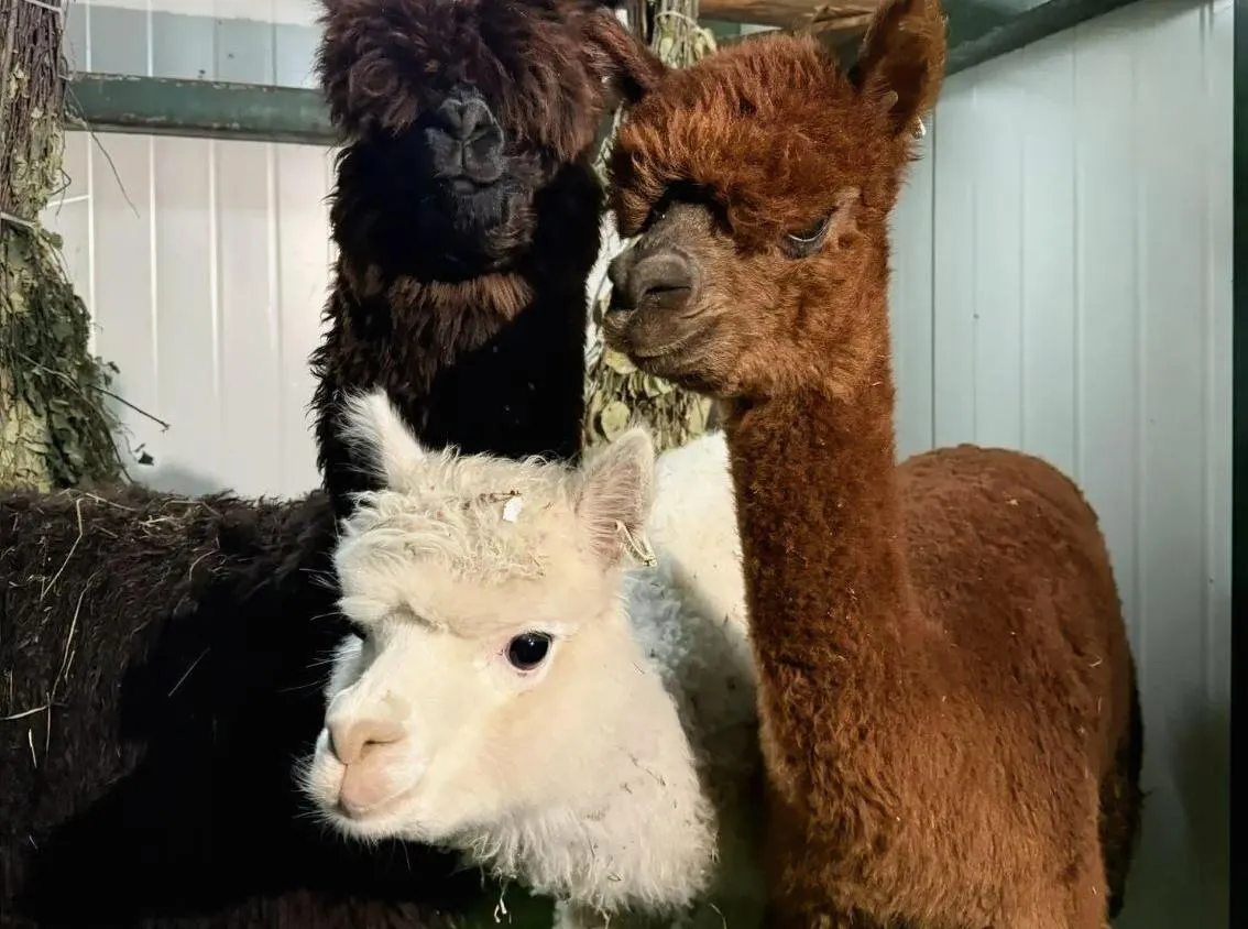 Заграничные альпаки поселились в зоосаде под Хабаровском
