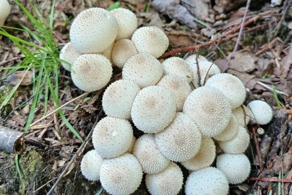 В Хабаровском крае началась пора недооценённых грибов