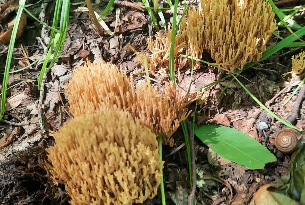 Ученый объяснил, почему в окрестностях Хабаровска всё ещё нет грибов