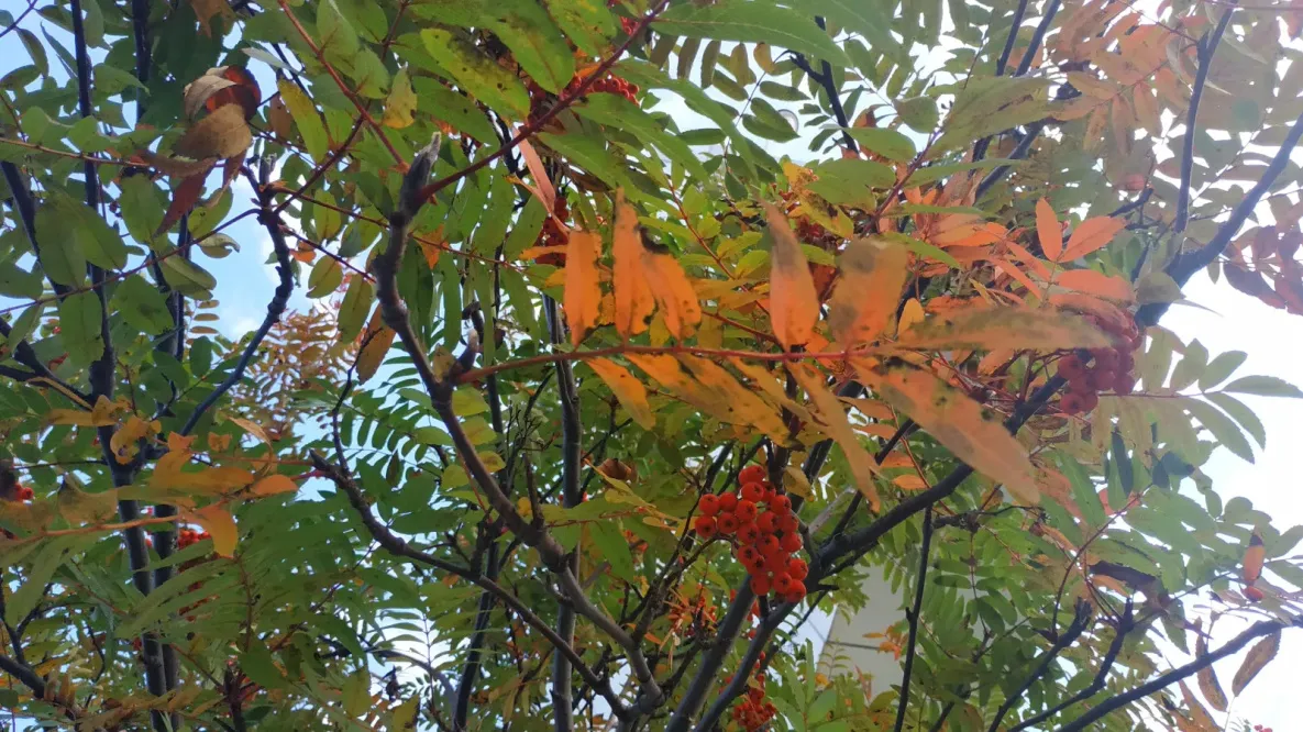 Сборщиков дикоросов в Хабаровском крае предупредили, за что может грозить штраф