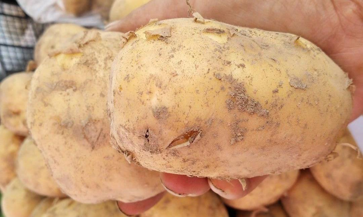 Два урожая картошки за сезон научились выращивать в Хабаровском крае