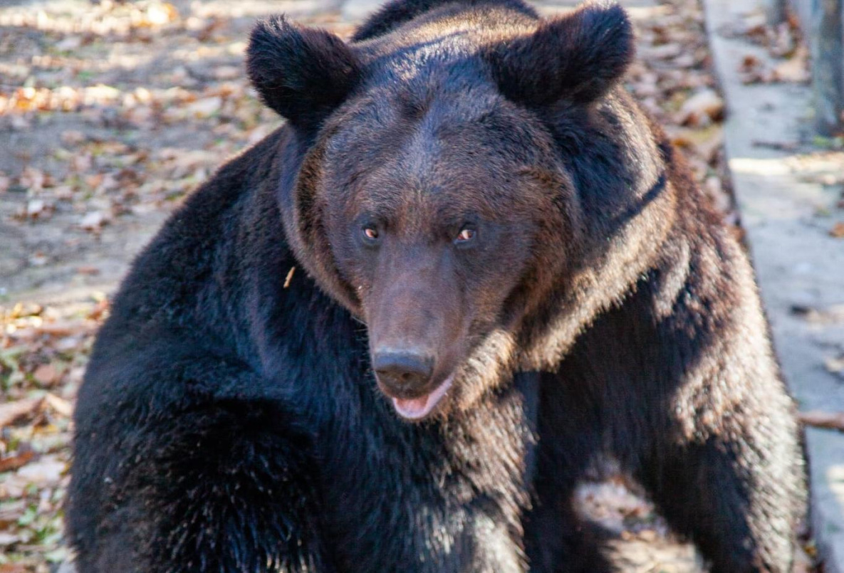 В «Приамурском зоосаде» Хабаровска медведи залегли в зимнюю спячку 