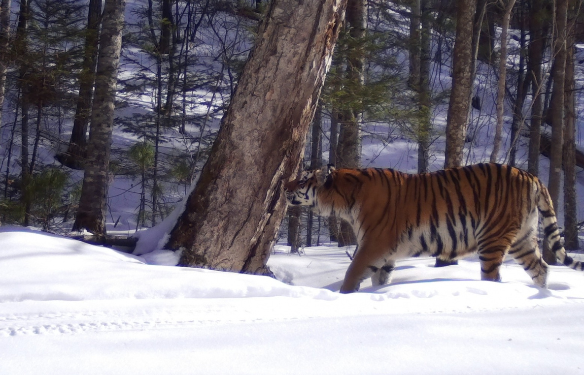 Хабаровские тигры Чудовище и Красавица ждут пополнение