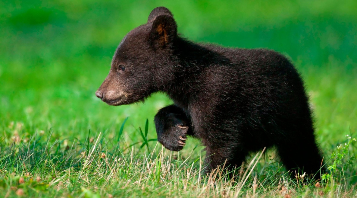 В Хабаровском крае освободили из неволи медвежонка