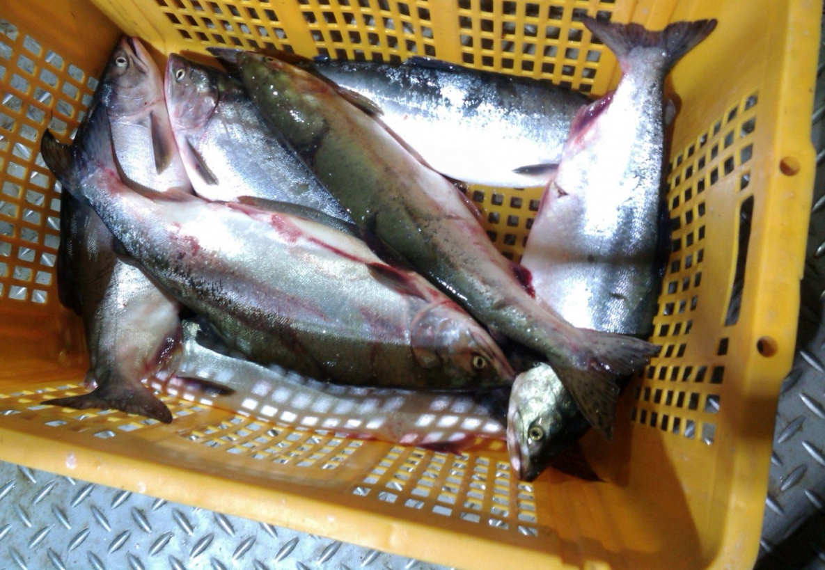 Тихоокеанский лосось изменил привычки из-за глобального потепления