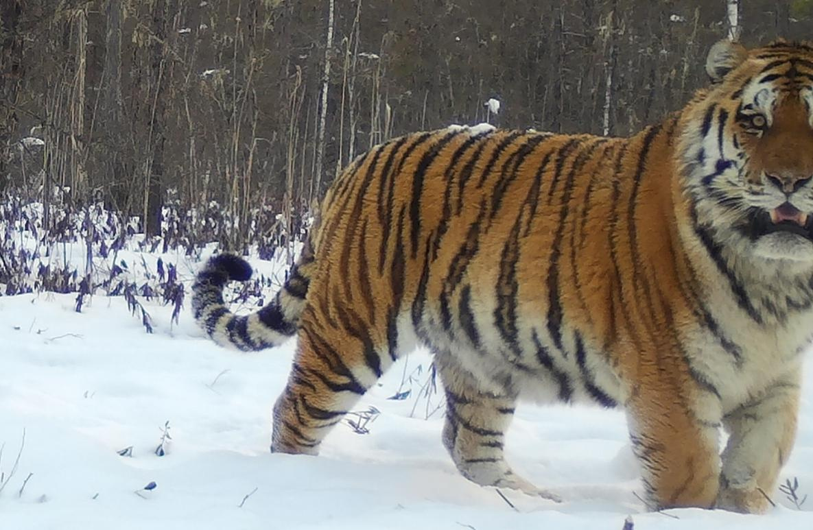 Пропал самый могучий хабаровский тигр Чудовище